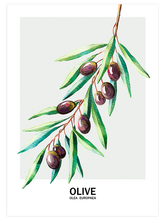 Zeytin - Art Print